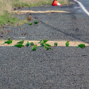 Superb Parrots
