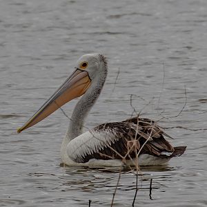 Australian Pelican
