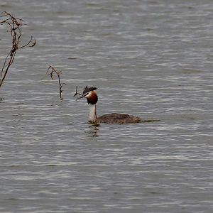 Great Crested Grebe