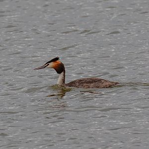 Great Crested Grebe