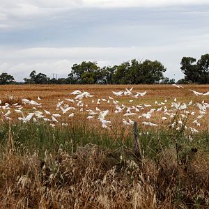 Little Corellas