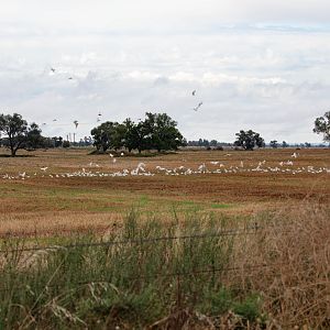 Little Corellas