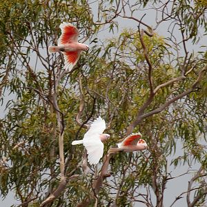 Major Mitchell Cockatoos