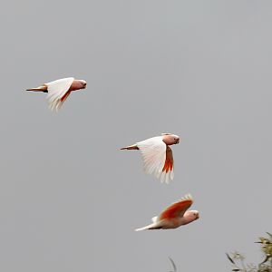 Major Mitchell Cockatoos