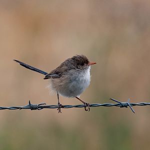 White-winged Fairy Wren female