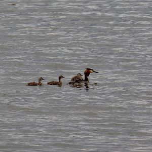 Great Crested Grebe and chicks