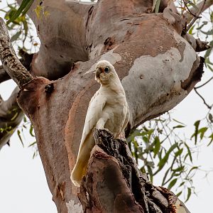 Little Corella