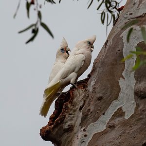 Little Corellas