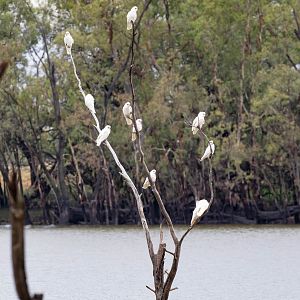 Little Corellas