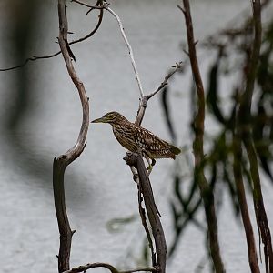 Nankeen Night heron juvenile
