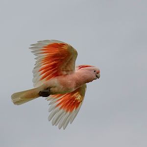 Major Mitchell Cockatoo