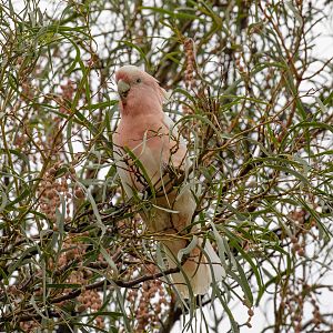 Major Mitchell Cockatoo