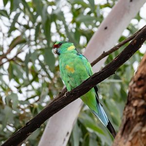 Mallee Ringneck