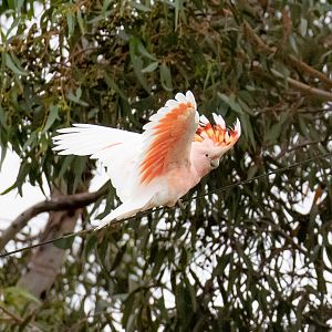 Major Mitchell Cockatoo