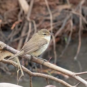 Australian Reed Warbler