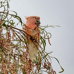 Major Mitchell Cockatoo