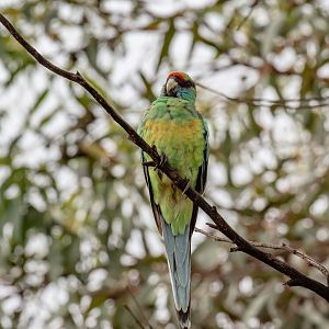 Mallee Ringneck