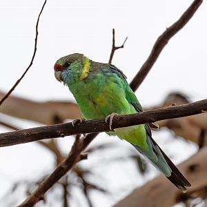 Mallee Ringneck