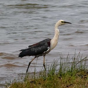 White-necked Heron