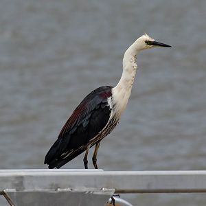 White-necked Heron