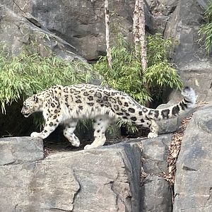Snow Leopard