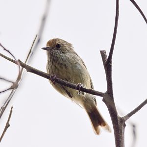 Brown Thornbill