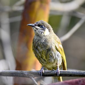 Lewin's Honeyeater