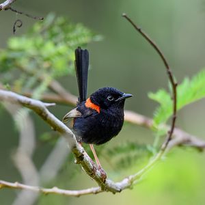 Red-backed Fairywren