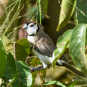 Double-barred Finch
