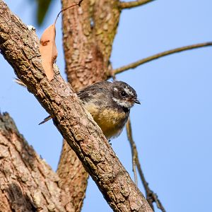 Grey Fantail
