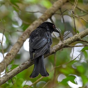 Spangled Drongo