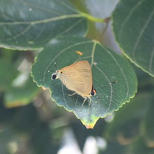 Bright Cornelian, Deudorix diovis