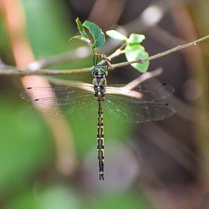 Australian Emerald, Hemicordulia australiae