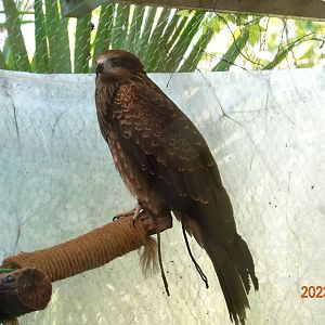 Taiwan Black Kite (Milvus migrans formosanus)