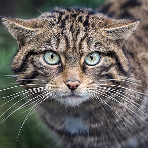 Scottish Wildcat Canna (F) / Shepreth / 26-1-23