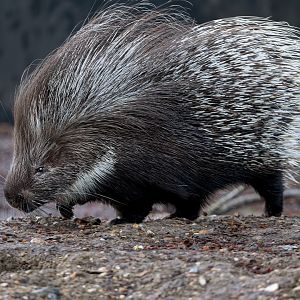 Crested Procupine / Shepreth / 26-1-23