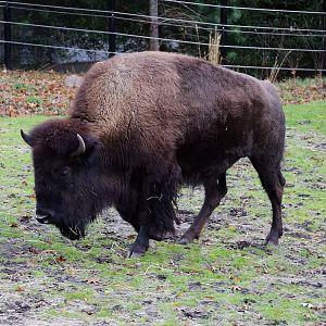 American Bison
