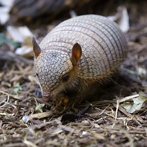 Screaming Hairy Armadillo (Chaetophractus vellerosus)