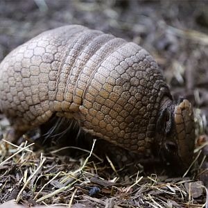 La Plata Three-banded Armadillo