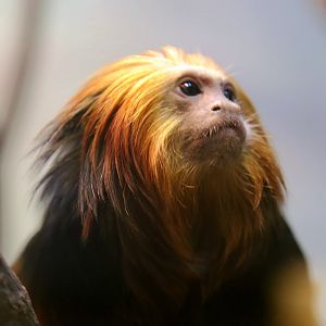 Golden-headed Lion Tamarin
