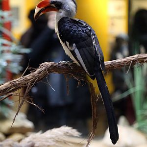 Von der Decken's Hornbill