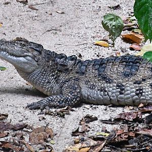 Philippine Crocodile (Crocodylus mindorensis)