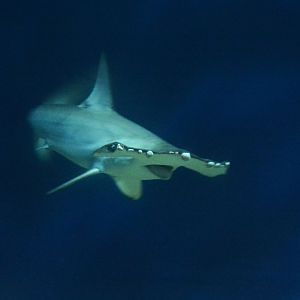 Smooth hammerhead (Sphyrna zygaena)