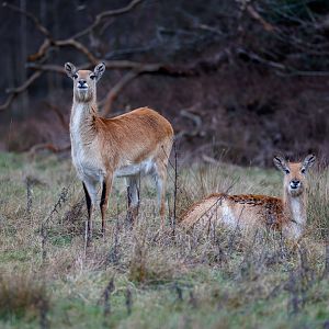 Kafue Flats Lechwe / Watatunga / 16-1-23