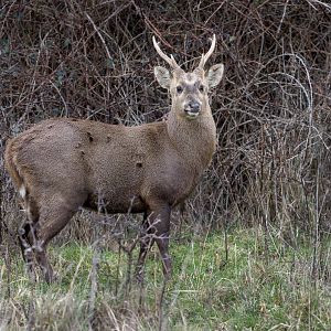 Hog Deer / Watatunga / 16-1-23