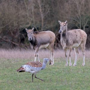 Père David's Deer with Great Bustard / Watatunga / 16-1-23