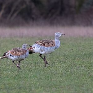 Great Bustards / Watatunga / 16-1-23