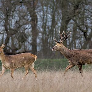 Barasingha / Watatunga / 16-1-23