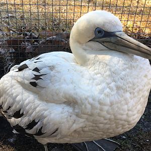 Northern Gannet (Morus bassanus)