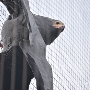 African harrier hawk